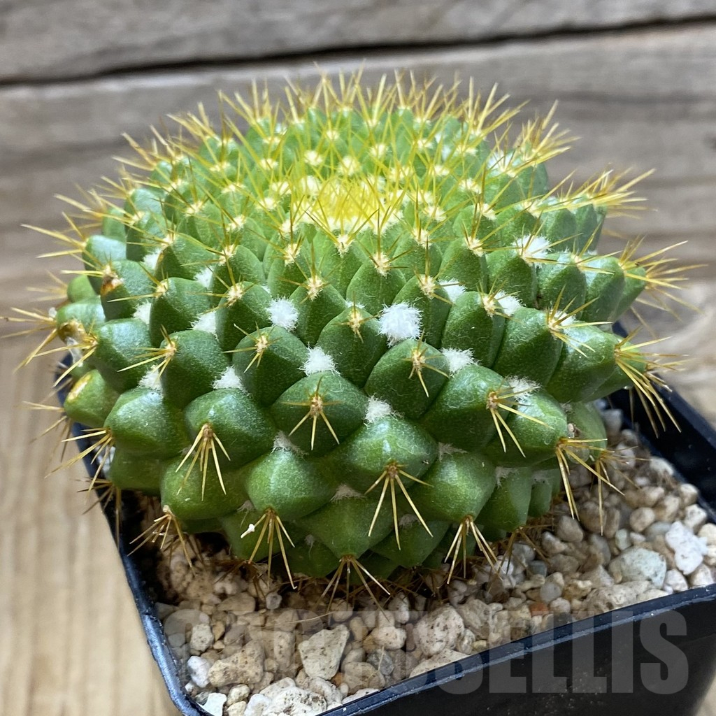 SH25328 Mammillaria marksiana - Image 2