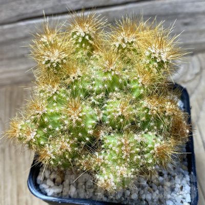 SH25330 Cereus jamacaru f. mostruosa