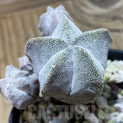 SH25331 Astrophytum myriostigma ‘Onzuka’