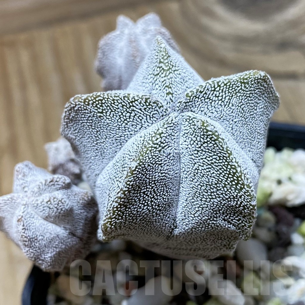 SH25331 Astrophytum myriostigma ‘Onzuka’