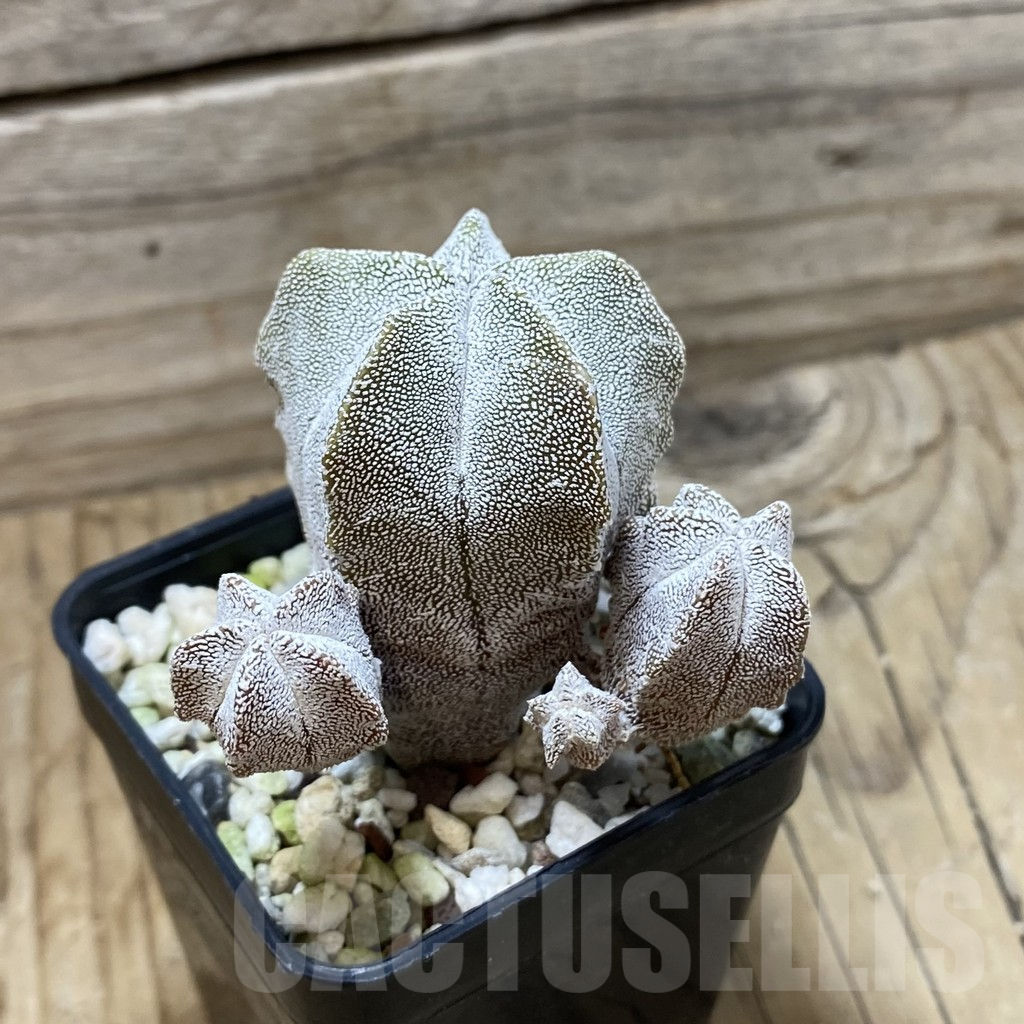 SH25331 Astrophytum myriostigma ‘Onzuka’ - Image 2