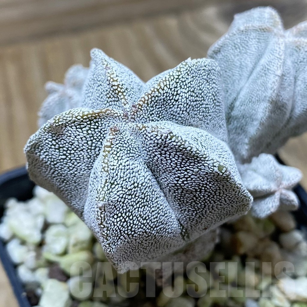 SH25332 Astrophytum myriostigma ‘Onzuka’