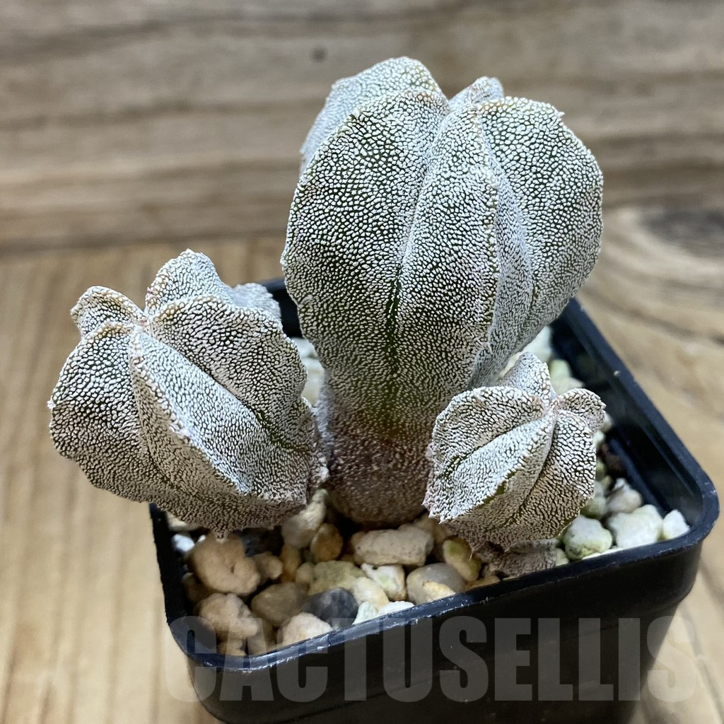 SH25332 Astrophytum myriostigma ‘Onzuka’ - Image 2