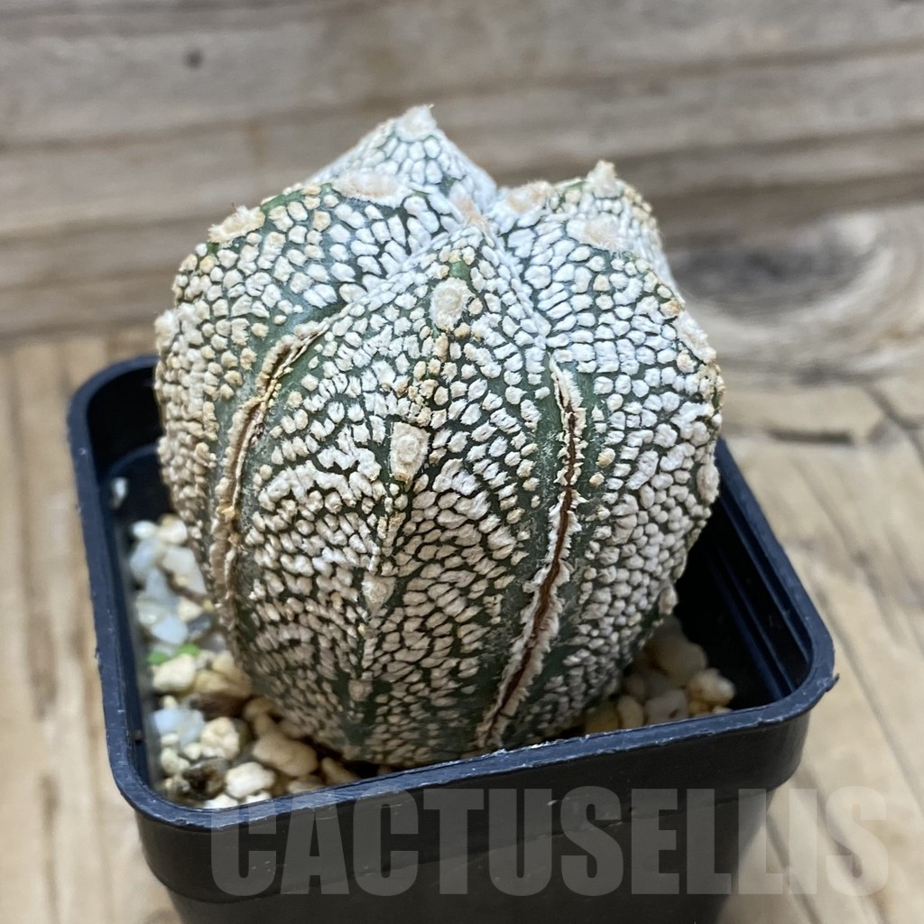 SH25334 Astrophytum asterias ‘Super Kabuto’ x ‘Onzuka’ - Image 2