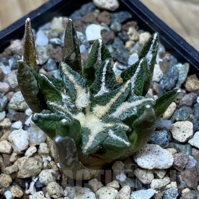 SH25344 Ariocarpus kotschoubeyanus hybrid, own roots