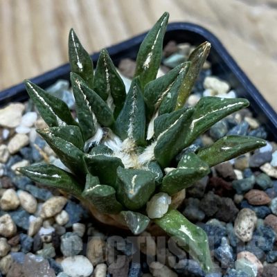 SH25345 Ariocarpus kotschoubeyanus hybrid, own roots