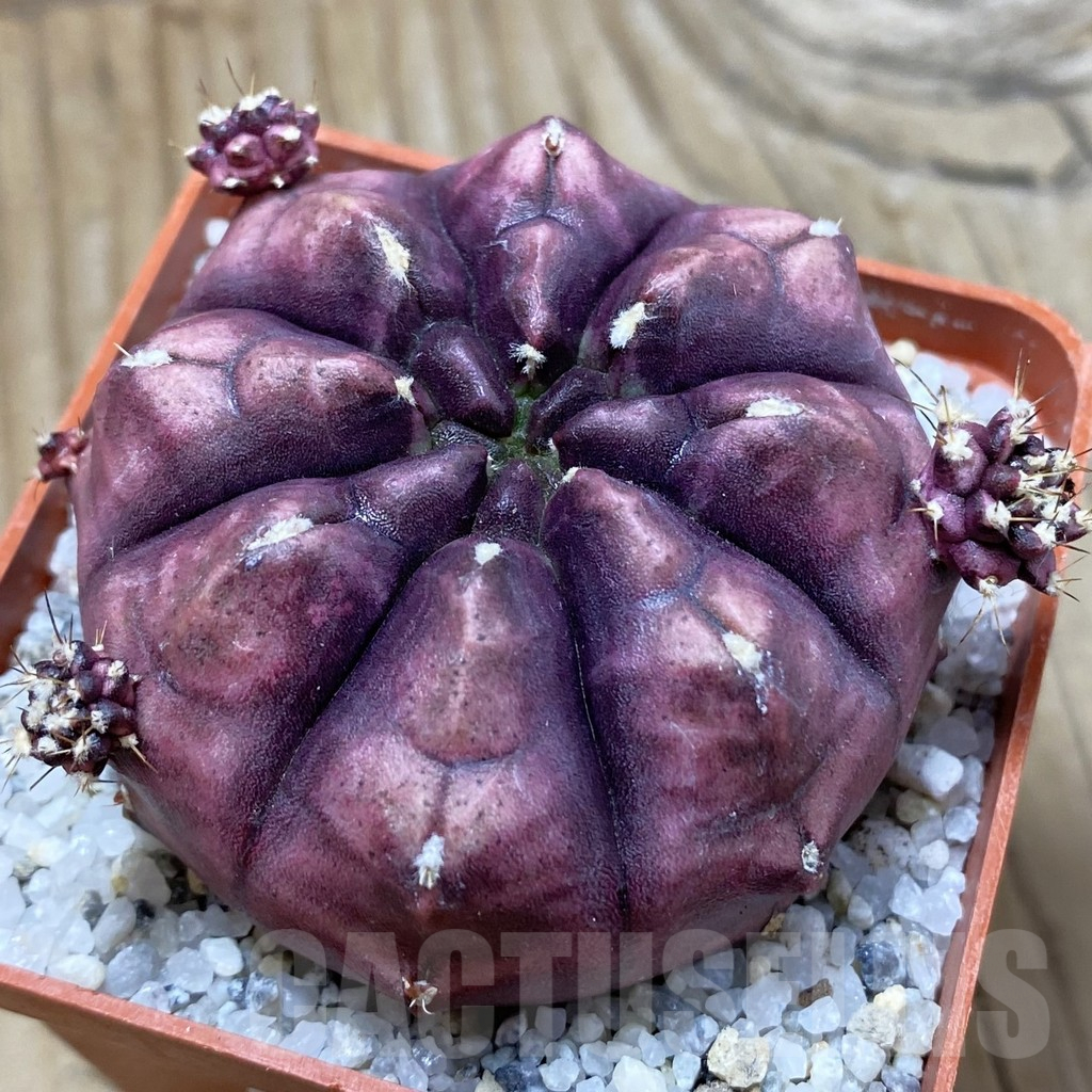 SH25348 Gymnocalycium mihanovichii ‘Day Dream’