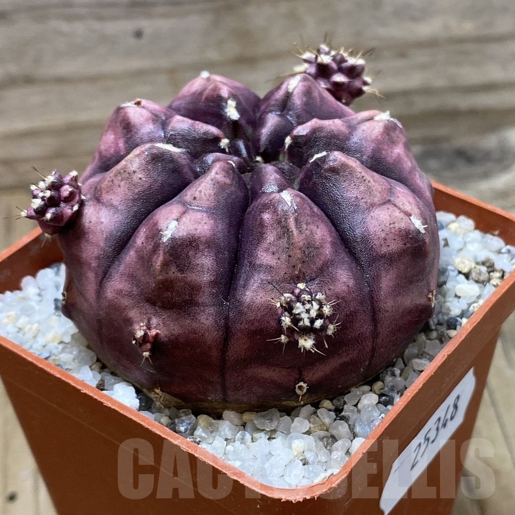 SH25348 Gymnocalycium mihanovichii ‘Day Dream’ - Image 2