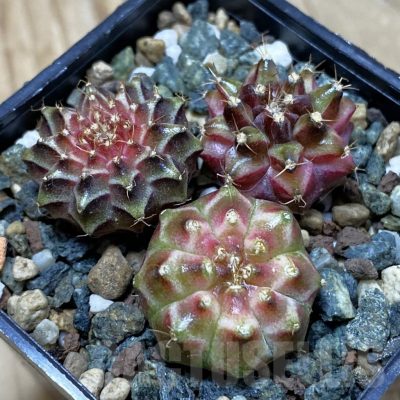 SH25349 Gymnocalycium mihanovichii ‘Neon’ hybrid, seedling mix