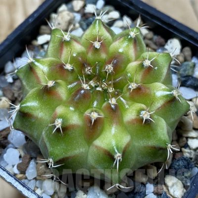 SH25350 Gymnocalycium mihanovichii ‘Neon’ hybrid