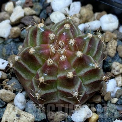 SH25351 Gymnocalycium mihanovichii ‘Neon’ hybrid