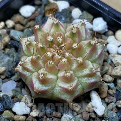 SH25352 Gymnocalycium mihanovichii ‘Neon’ hybrid