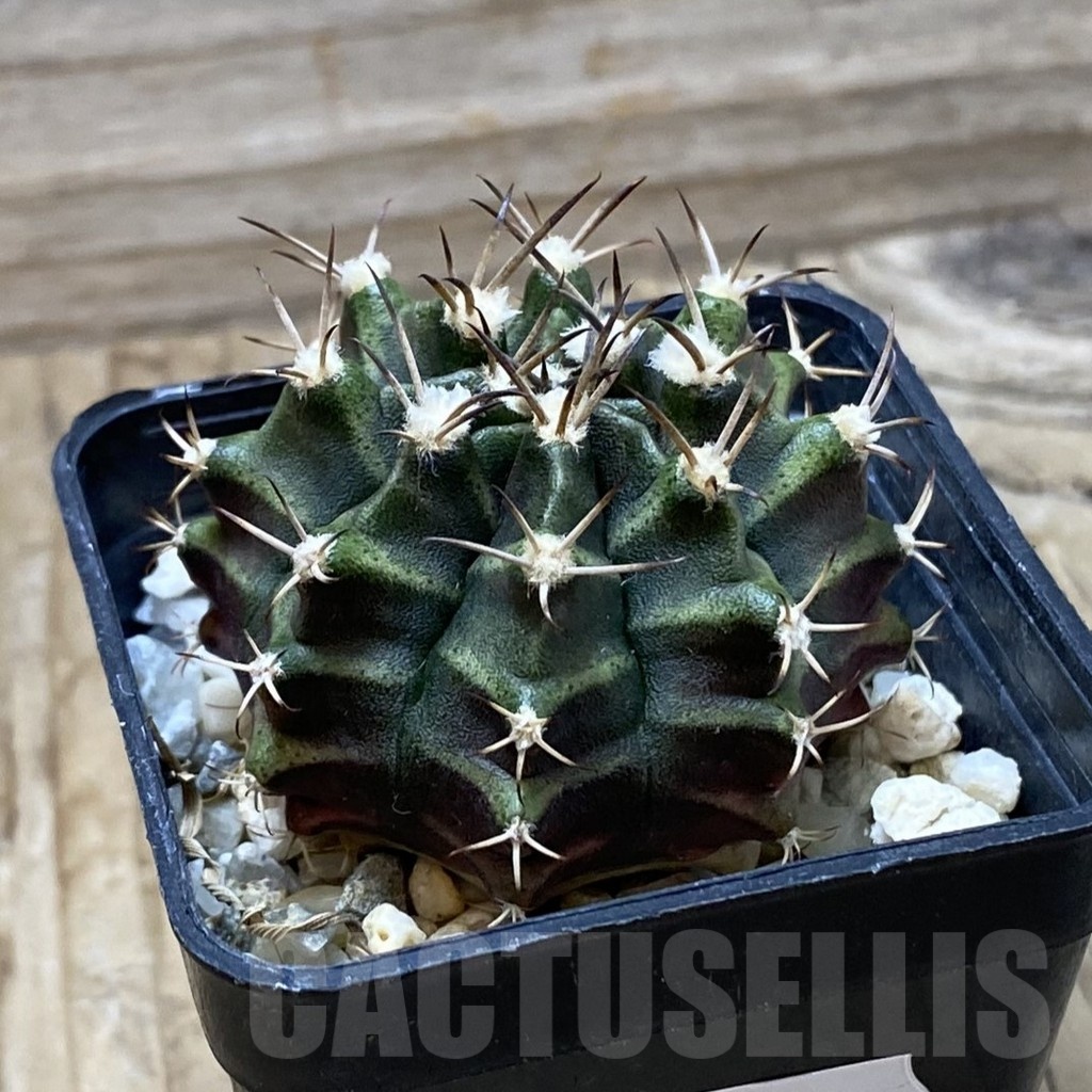 SH25356 Gymnocalycium mihanovichii hybrid - Image 2