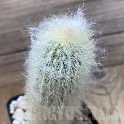 SH25294 Espostoa lanata