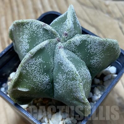 SH25300 Astrophytum myriostigma f. nudum