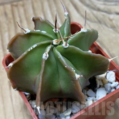 SH25301 Astrophytum ornatum hybrid