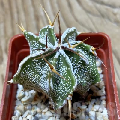 SH25302 Astrophytum ornatum hybrid