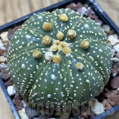 SH25303 Astrophytum asterias ‘Super Kabuto’ hybrid