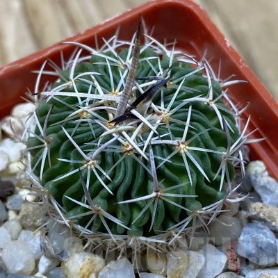 SH25307 Echinofossulocactus sp. CB 011075