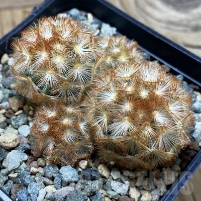 SH25295 Mammillaria carmenae ‘Buddha’ hybrid