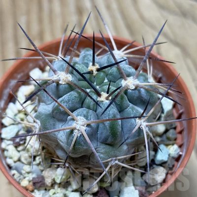 SH25313 Acanthocalycium glaucum