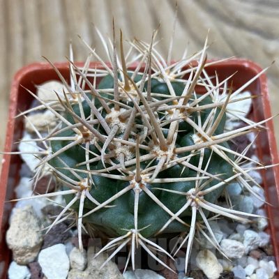 SH25314 Gymnocalycium neuhuberi