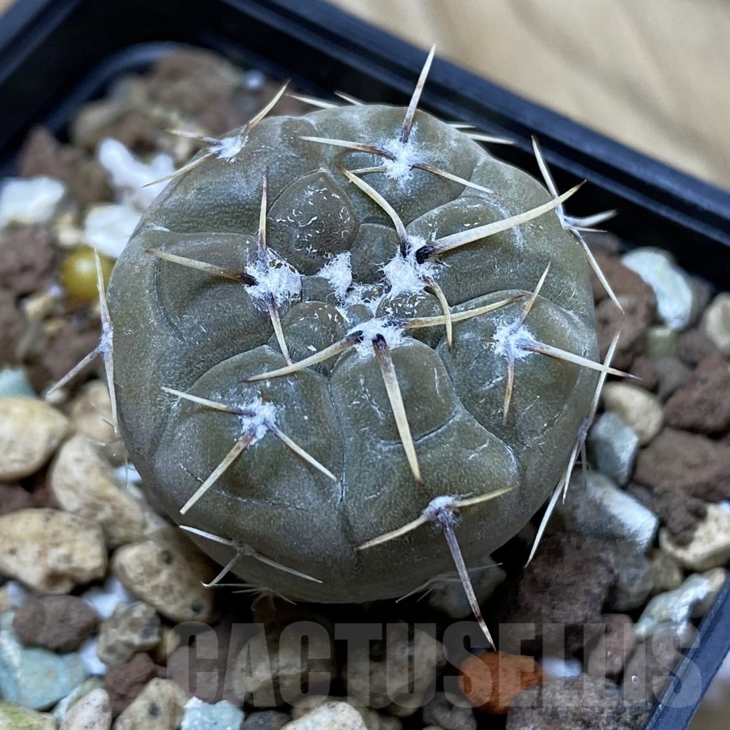 SH25318 Gymnocalycium borthii v. nogolense VG 684