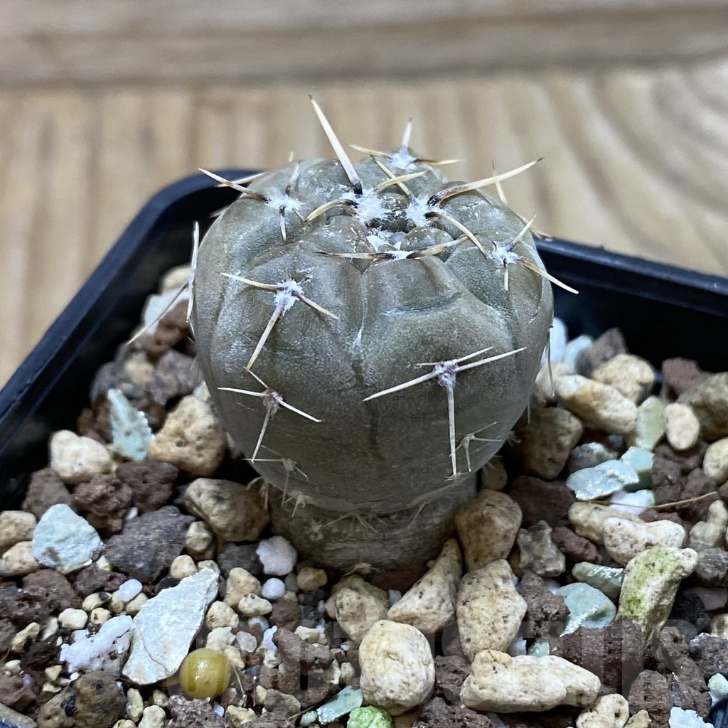 SH25318 Gymnocalycium borthii v. nogolense VG 684 - Image 2
