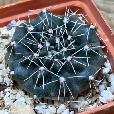 SH25319 Gymnocalycium kuehhasii VG 1091