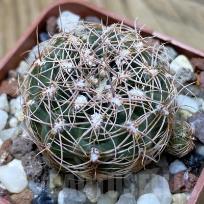 SH25320 Gymnocalycium bruchii