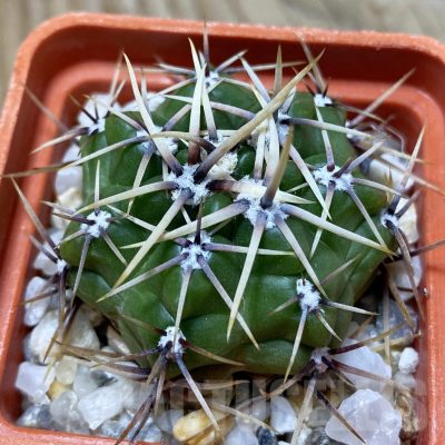 SH25323 Gymnocalycium monvillei ssp. gertrudae VG 1156