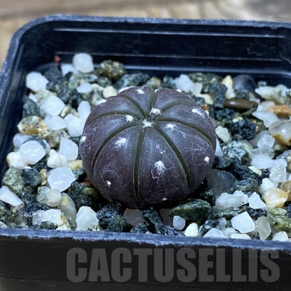 SH25327 Astrophytum asterias ‘Purple Skin’ - Image 2