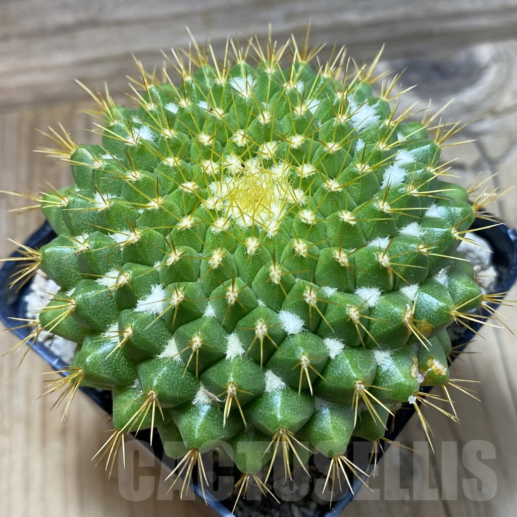 SH25328 Mammillaria marksiana