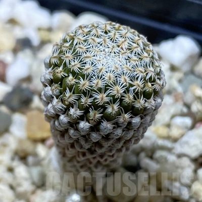 SH25484 Pelecyphora strobiliformis