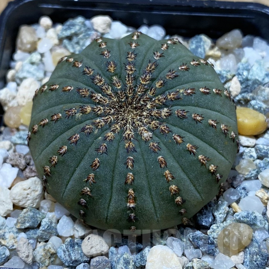SH25485 Frailea asterioides