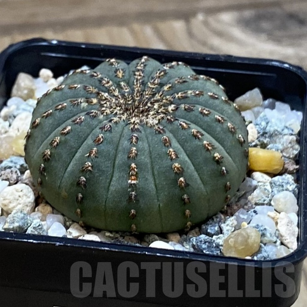 SH25485 Frailea asterioides - Image 2