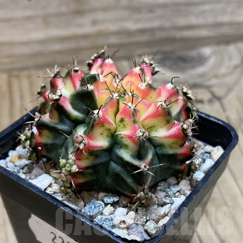 SH23321 Gymnocalycium mihanovichii 'Multicolor' - Image 2