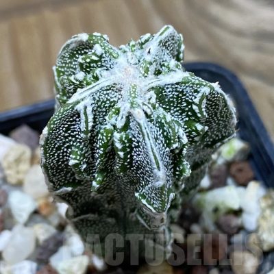 SH25486 Astrophytum myriostigma 'Fukuryu'