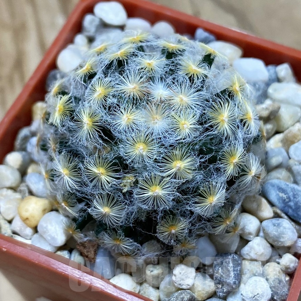 SH18512 Mammillaria schiedeana v. plumosa