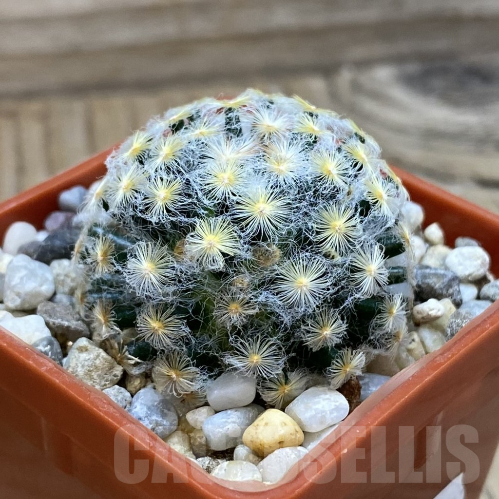 SH18512 Mammillaria schiedeana v. plumosa - Image 2