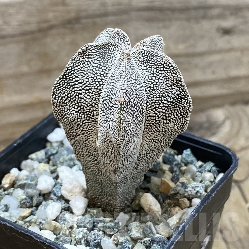 SH25487 Astrophytum myriostigma ‘Onzuka’ - Image 2