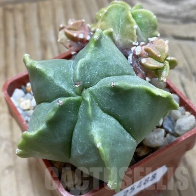 SH25488 Astrophytum myriostigma f. nudum