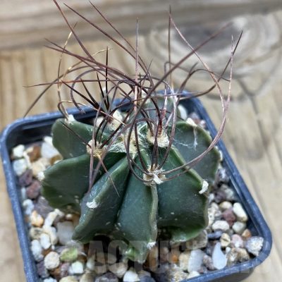 SH25490 Astrophytum senile v. aureum