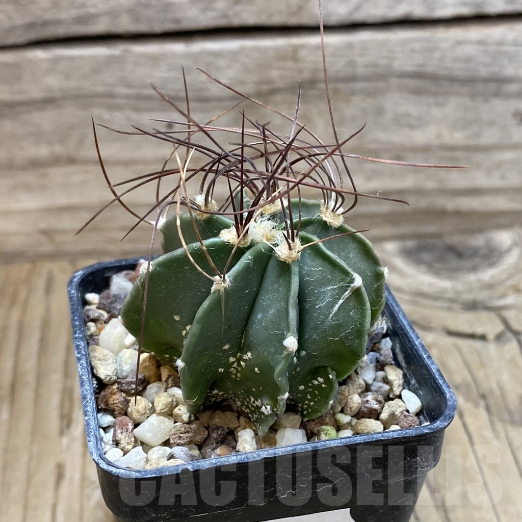 SH25490 Astrophytum senile v. aureum - Image 2