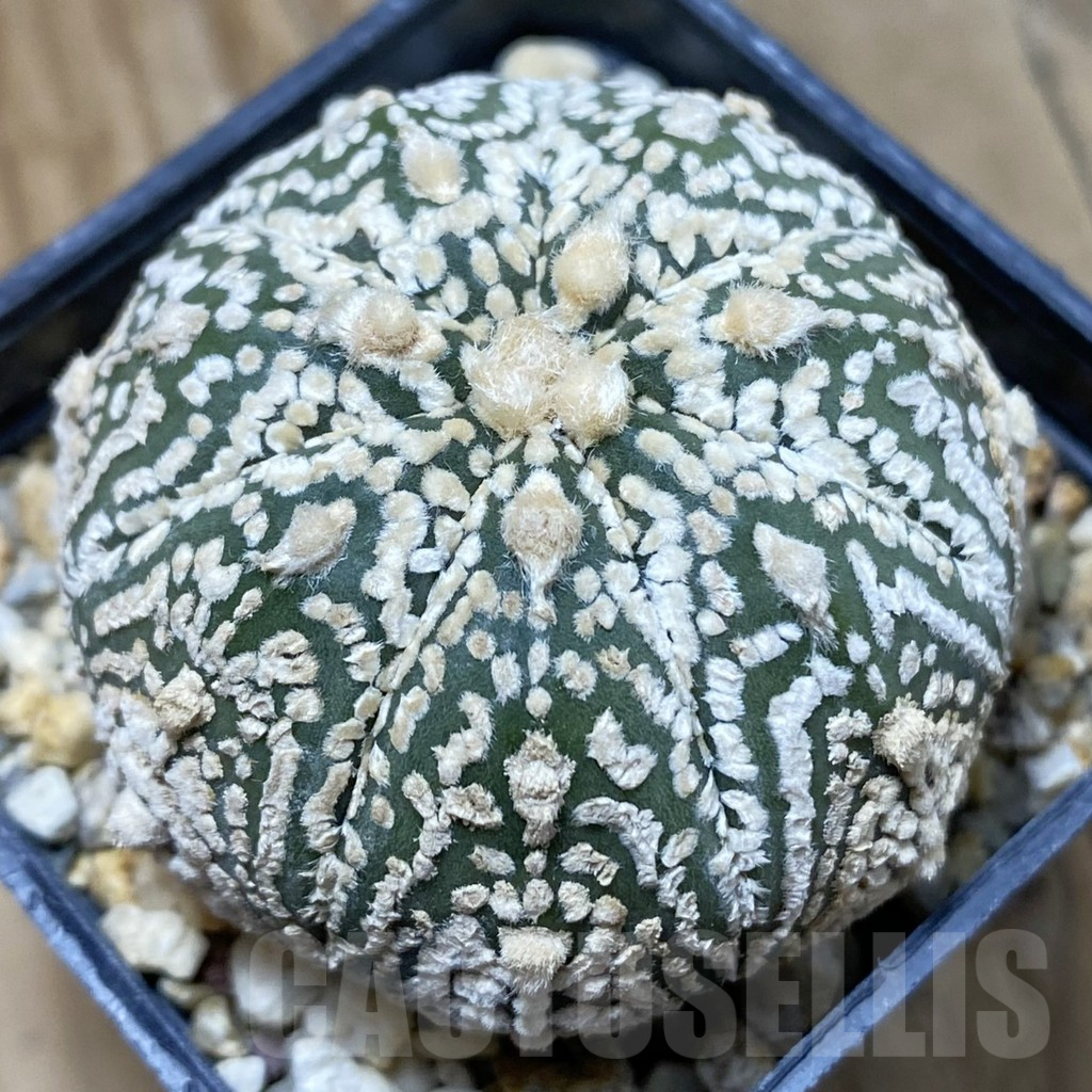 SH25491 Astrophytum asterias ‘Super Kabuto’ x ‘Onzuka’