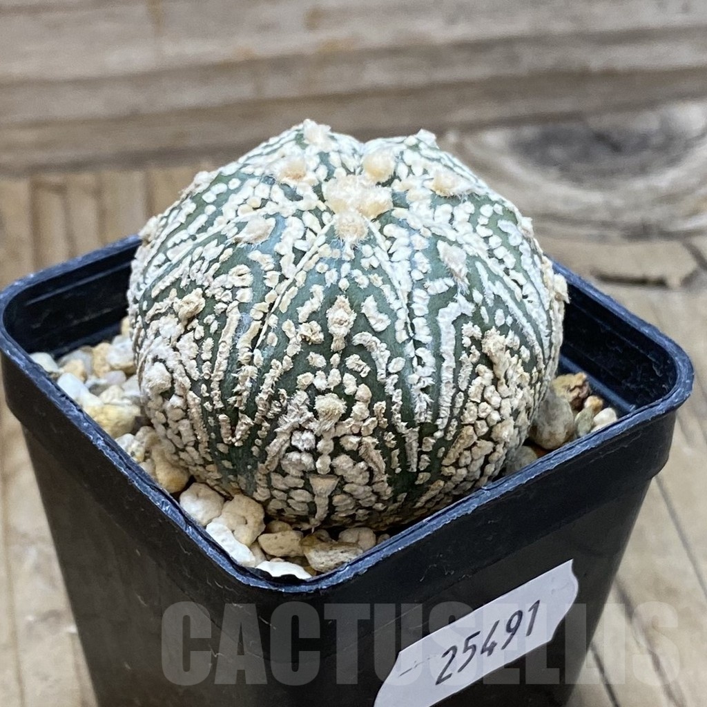 SH25491 Astrophytum asterias ‘Super Kabuto’ x ‘Onzuka’ - Image 2