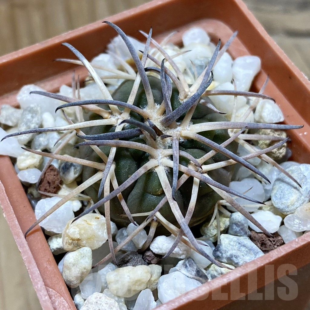 SH25495 ymnocalycium spegazzinii v. major TOM 310/1
