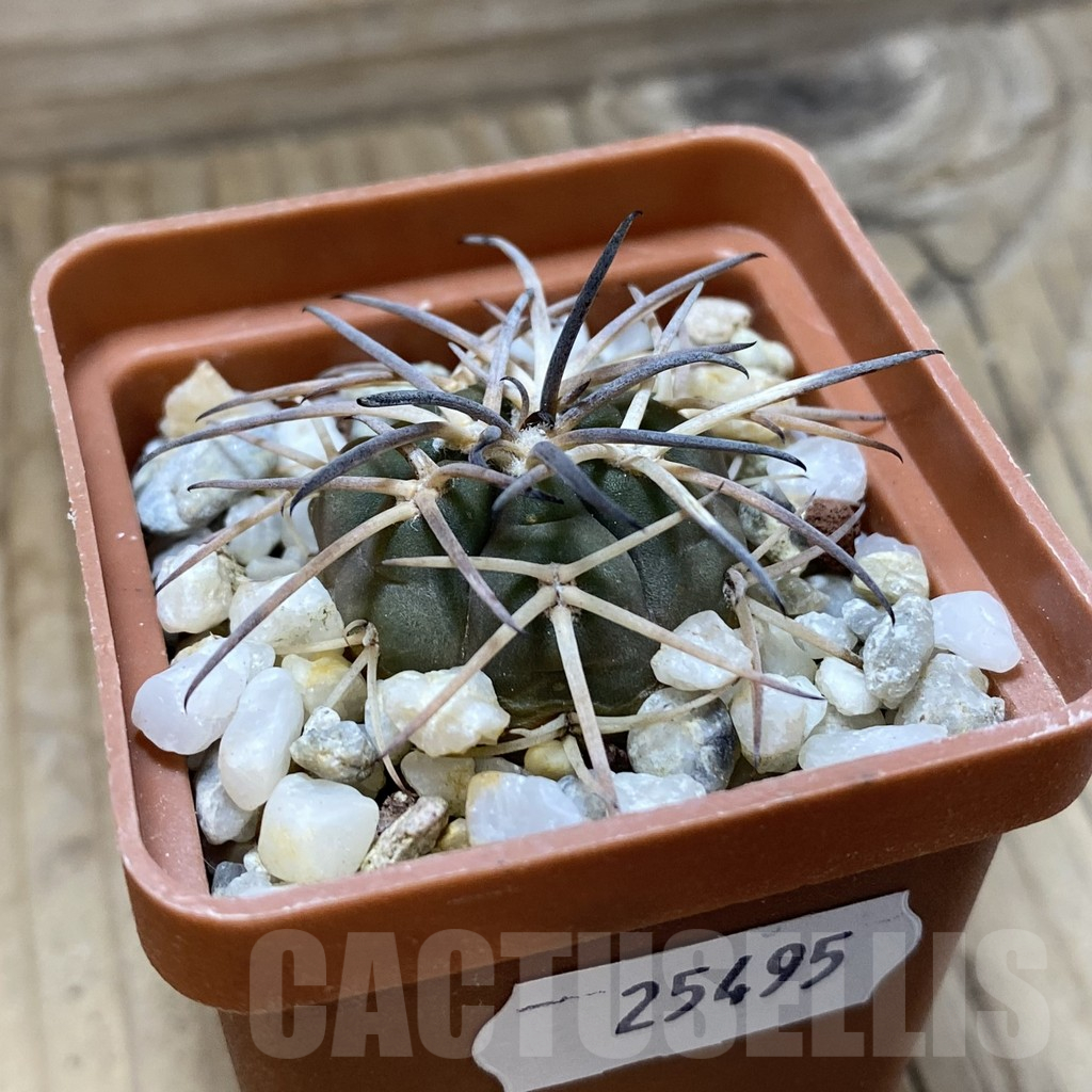 SH25495 ymnocalycium spegazzinii v. major TOM 310/1 - Image 2