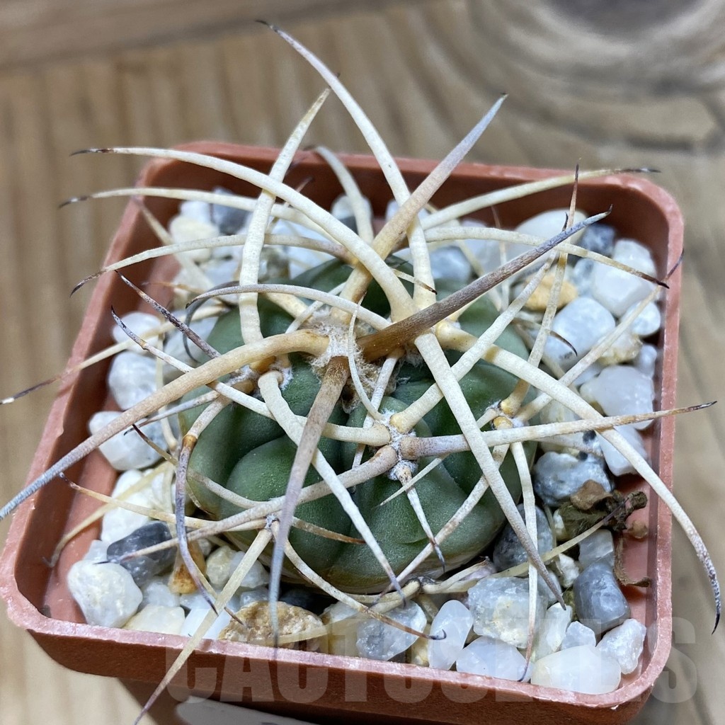 SH25496 Gymnocalycium cardenasianum