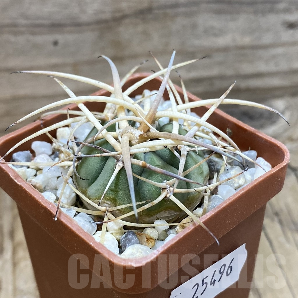 SH25496 Gymnocalycium cardenasianum - Image 2
